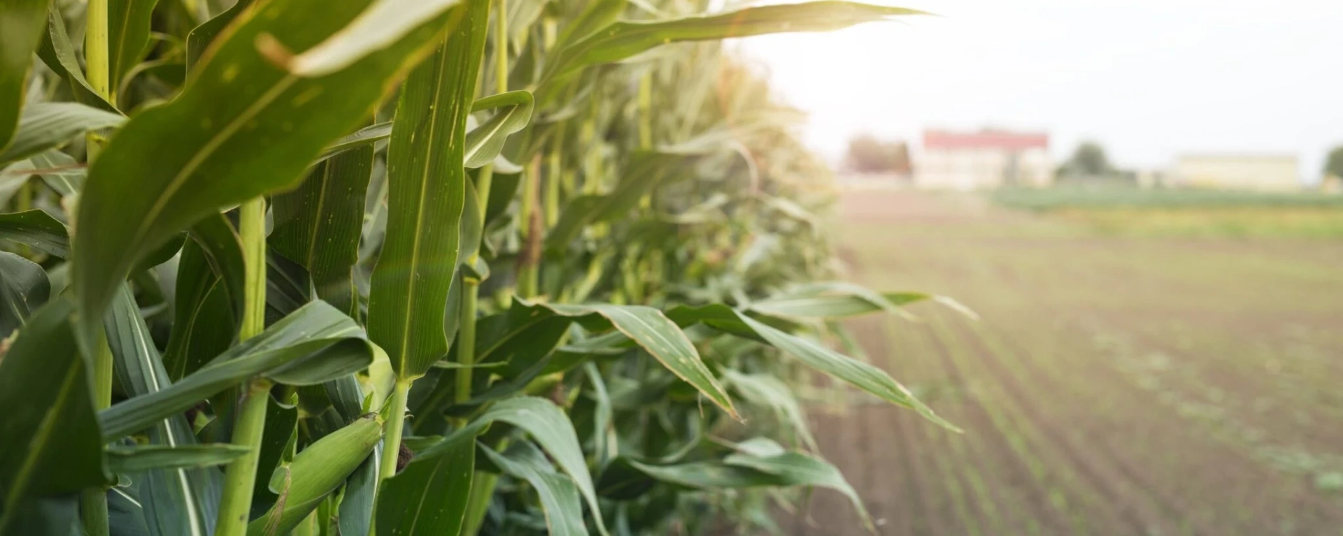 Benefícios fiscais ao agro na Reforma Tributária são validados pelo STF