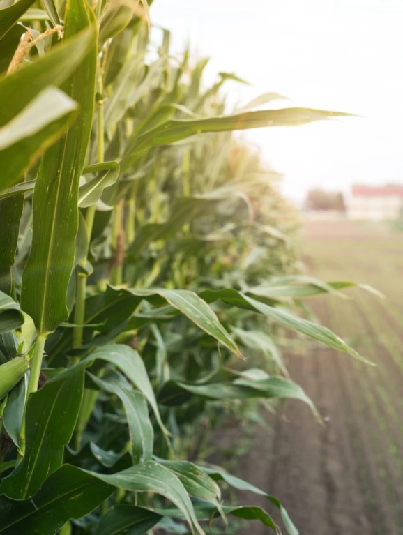 Benefícios fiscais ao agro na Reforma Tributária são validados pelo STF